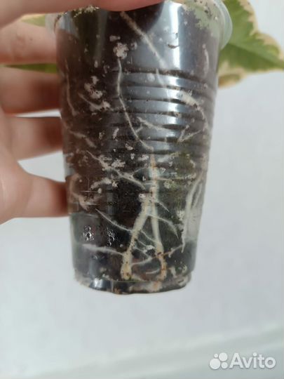 Фикус эластика тинеке