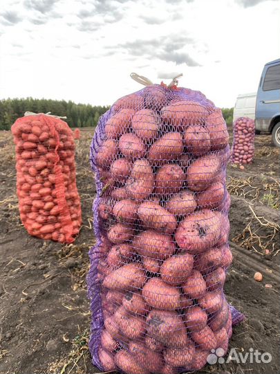 Продам картофель