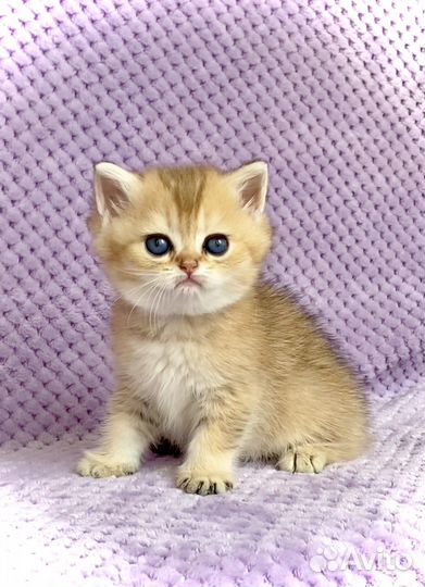 Золотые и серебристые котята