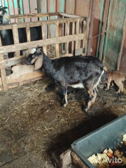 Козы, козлики