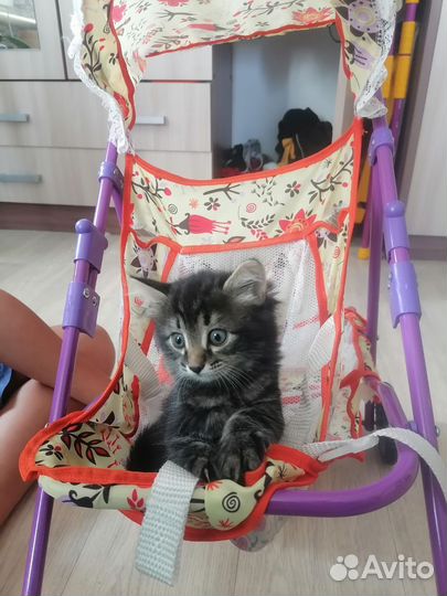 Отдам котенка в добрые руки