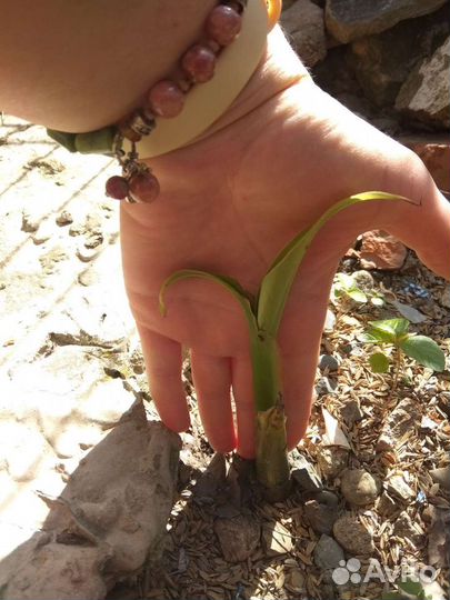 Банановая пальма