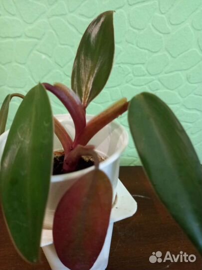 Домашние цветы