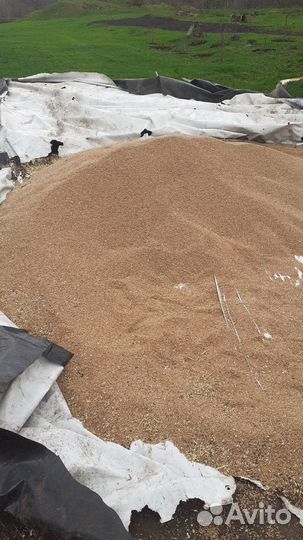 Фуражная пшеница