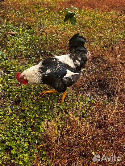 Молодые петухи