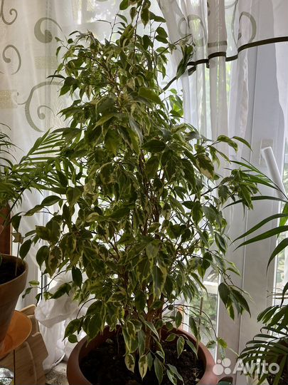 Фикус бенджамина