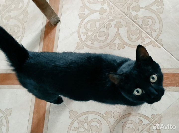 Молоденький котик Уся (ищем дом)