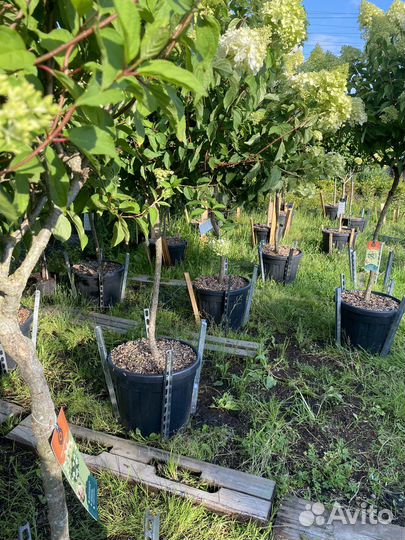 Гортензия на штамбе