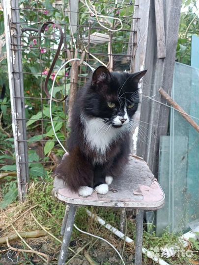 Носик ищет дом