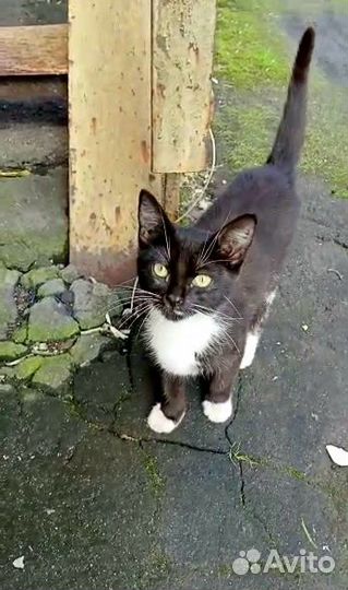 Котенок Черничка ищет дом