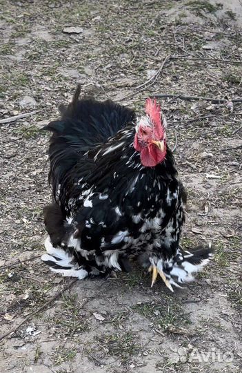 Петух карликовый кохинхин
