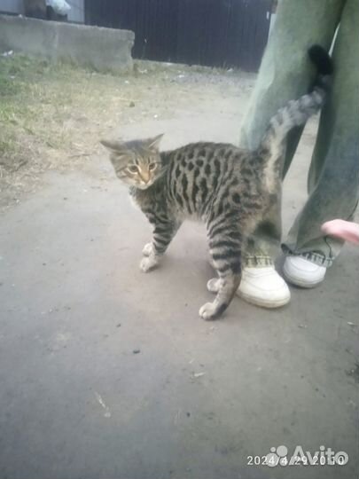 Котик в беде