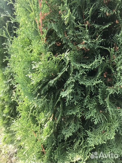 Туи крупномеры