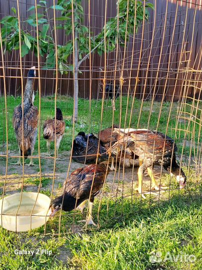 О Шамо япония