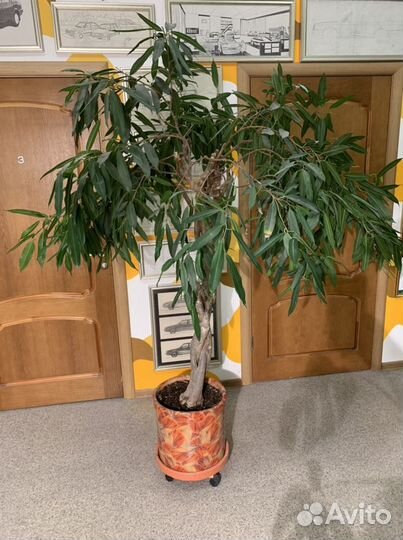 Фикус Амстел Кинг в горшке, 200, большой раскидист