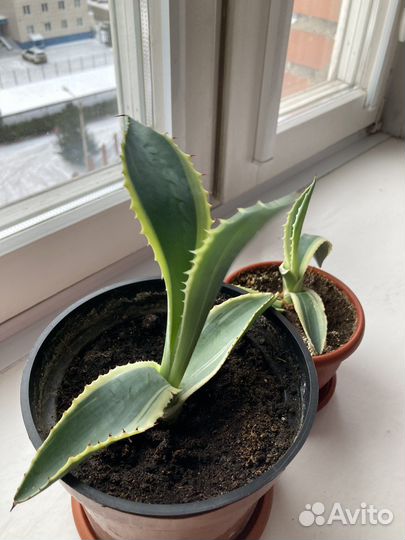 Агава голубая и американская