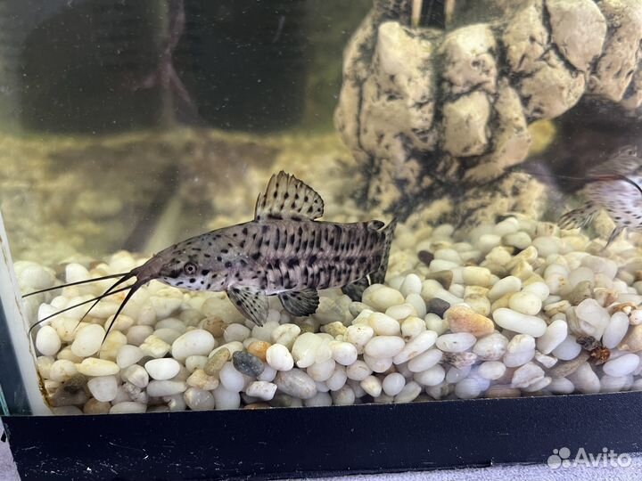 Аквариум с рыбками 72