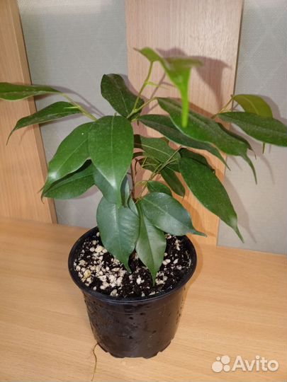 Фикус бенджамина пестролистный