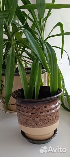 Горшки глянцевые керамические для комнатных цвето