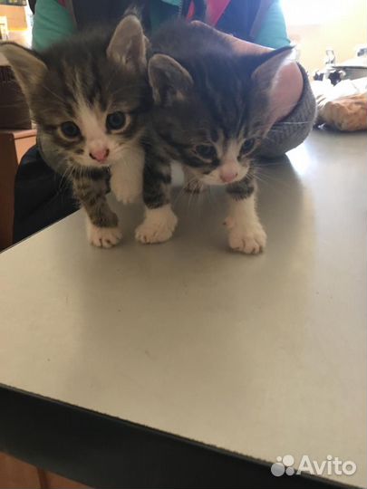 Мальчик и девочка 2 месяца в добрые руки