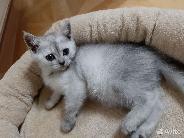 Британская кошечка