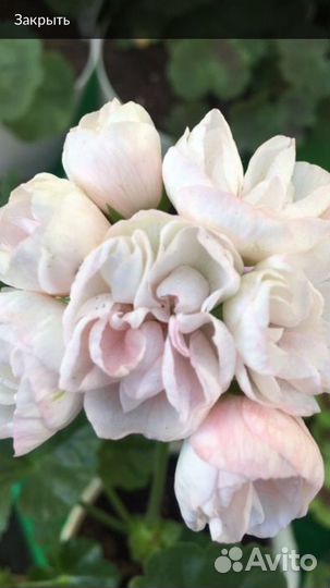 Пеларгония герань тюльпановидная