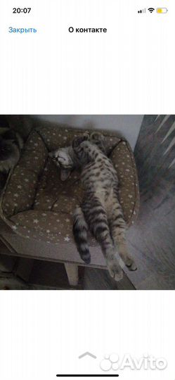 Котята в добрые руки мальчики