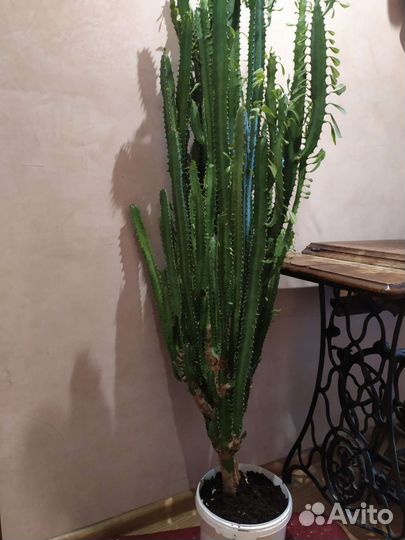 Молочай трехгранный