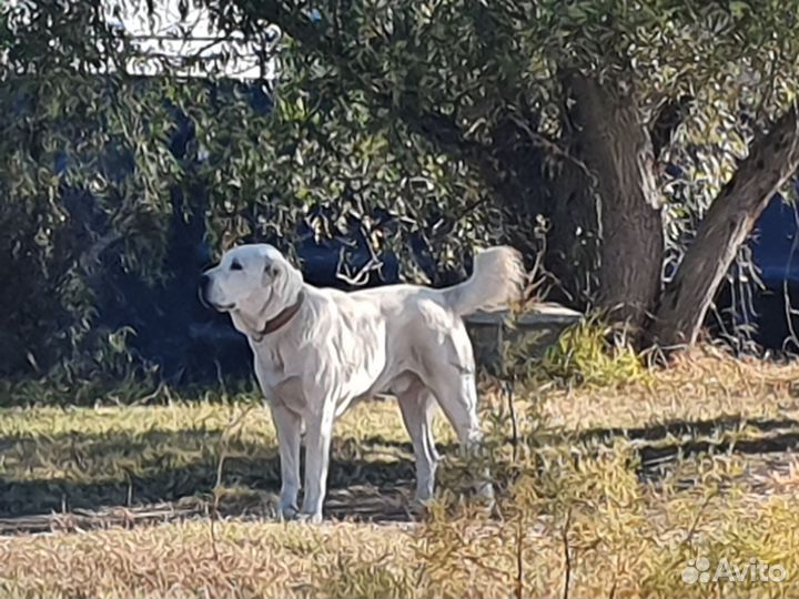 Щенки алабая от рабочих родителей