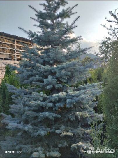 Голубая ель