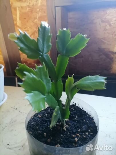 Комнатные цветы рассада лилии гвоздики многолет