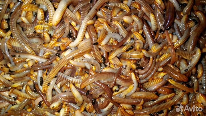 Черви Дендробена оптом для рыбалки