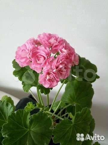 Пеларгонии сортовые розебудные