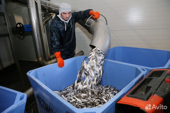 Работа Вахтой / Рыбообработчики / г.Вязьма