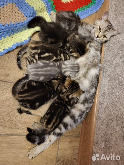 Шотландские котята