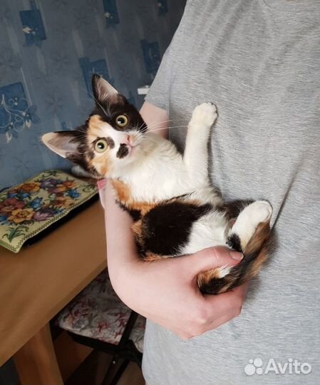 Трехцветная кошечка