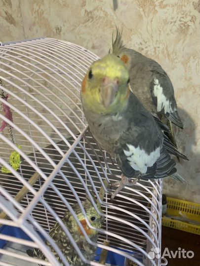 Попугай Корелла мальчик