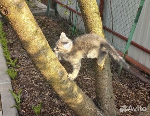 Котята в добрые руки даром