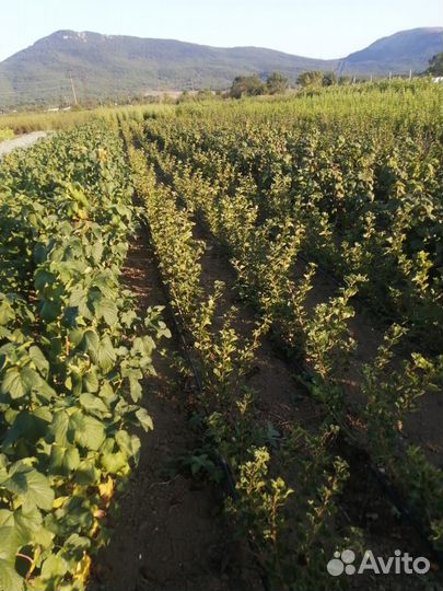 Саженцы декоративных, лиственных, плодовых и т.д