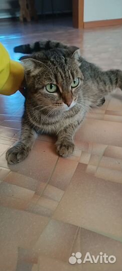 Кошки в добрые руки бесплатно