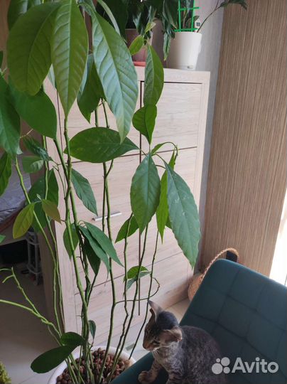 Авокадо 2 метра