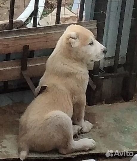 Щенки среднеазиатской овчарки алабай