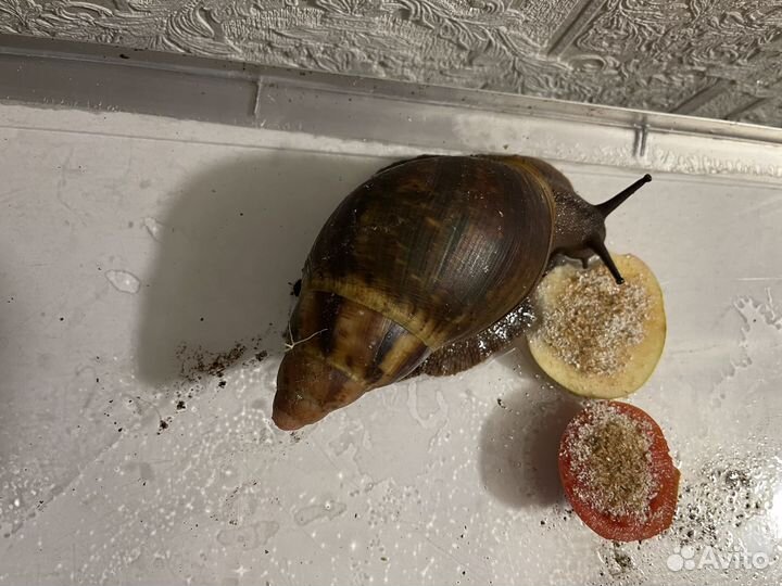 Улитка Архахатина Маргината Сутураоис, Иктерик