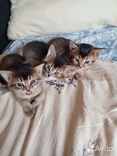 Абиссинские котята