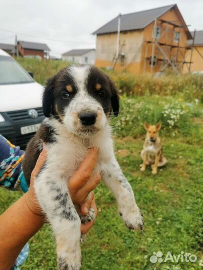 Щенки в добрые руки