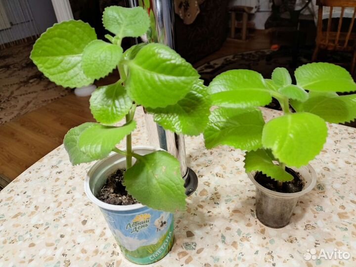 Традесканция зебрина,аптения,стапелия,бальзамин ко