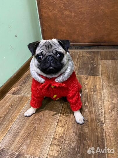 Одежда для собак