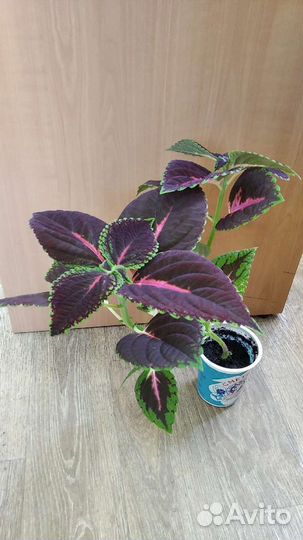 Комнатное растение колеос (koleos)