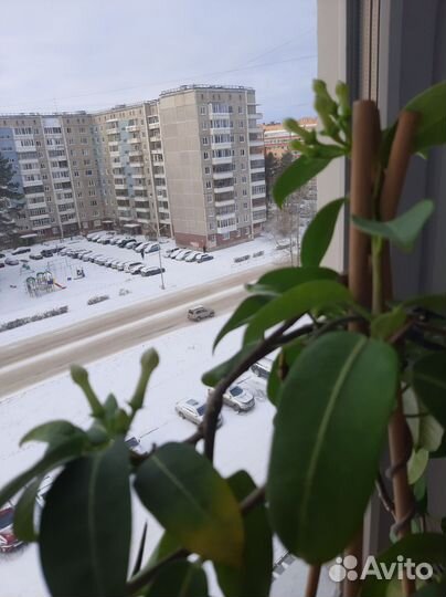 Стефанотис