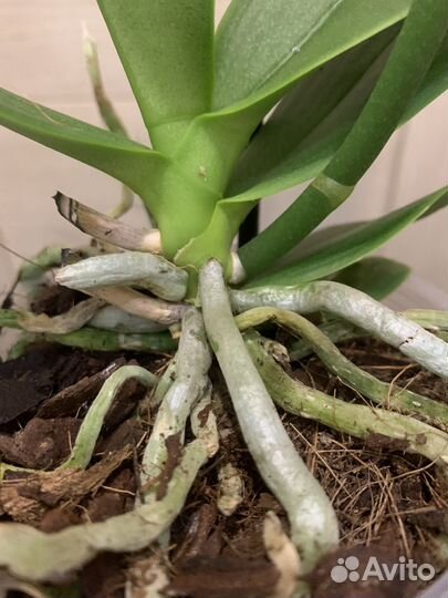 Орхидея бабочка